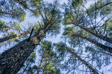 Tops of pine trees in the forest
