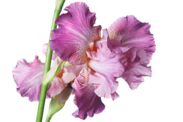 Lila Iris-Blume isoliert auf weißem Hintergrund.