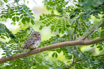 The spotted owlet or Athene brama is a small owl which breeds in tropical Asia from mainland India to Southeast Asia.