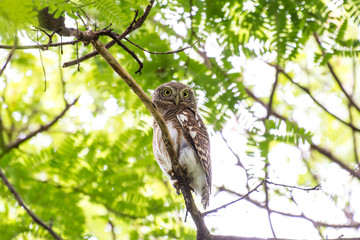 The Asian barred owlet is a species of true owl, resident in northern parts of the Indian Subcontinent and parts of Southeast Asia.