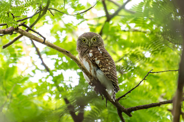 The Asian barred owlet is a species of true owl, resident in northern parts of the Indian Subcontinent and parts of Southeast Asia.