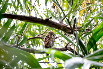 The Asian barred owlet is a species of true owl, resident in northern parts of the Indian Subcontinent and parts of Southeast Asia.