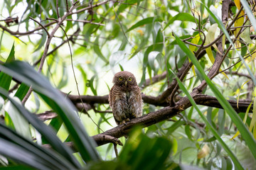 The Asian barred owlet is a species of true owl, resident in northern parts of the Indian Subcontinent and parts of Southeast Asia.