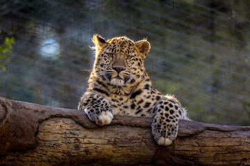 Leopard Stare from a tree © Gerald Geronimo