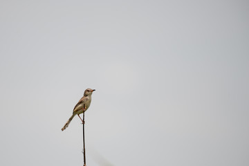 The plain prinia or white-browed wren-warbler