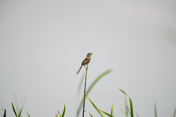 The plain prinia or white-browed wren-warbler