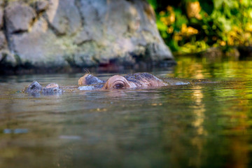 Hippopotamus Breathing
