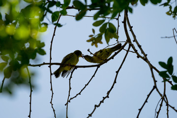 feeding Brown-throated Sunbird or Plain-throated Sunbird