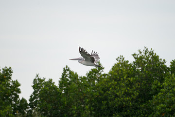 The spot-billed pelican or grey pelican (Pelecanus philippensis) is a member of the pelican family. It breeds in southern Asia.