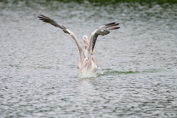 The spot-billed pelican or grey pelican (Pelecanus philippensis) is a member of the pelican family. It breeds in southern Asia.