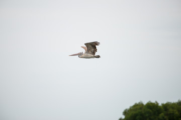 The spot-billed pelican or grey pelican (Pelecanus philippensis) is a member of the pelican family. It breeds in southern Asia.