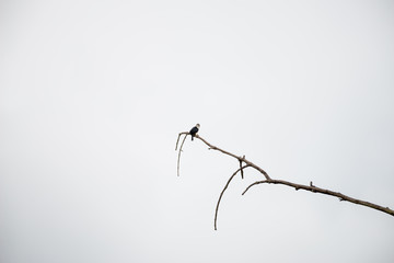 The black-thighed falconet is one of the smallest birds of prey. It is native to Brunei Darussalam, Myanmar, Thailand, Malaysia, Singapore and Indonesia. and vagrant to Sri Lanka.