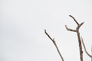The black-thighed falconet is one of the smallest birds of prey. It is native to Brunei Darussalam, Myanmar, Thailand, Malaysia, Singapore and Indonesia. and vagrant to Sri Lanka.
