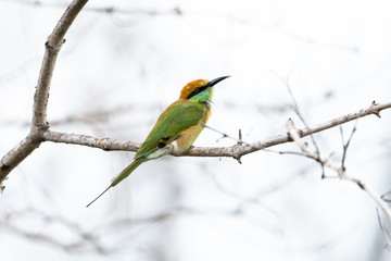 The green bee-eater or little green bee-eater is a near passerine bird in the bee-eater family.