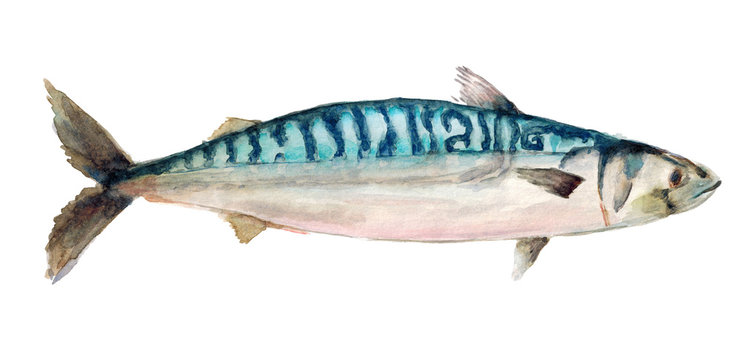Watercolor hand drawn illustration of mackerel fish isolated on white