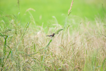 White-rumped Munia in green rice fields background