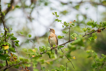 Asian golden weaver