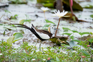 Pheasant-tailed Jacana is the most beautiful waterbird with long tail lived, walk on floating vegetation in shallow lakes