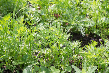 Dill Leaves in Dewdrops