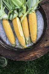 Raw corn in the garden © Deyan Georgiev