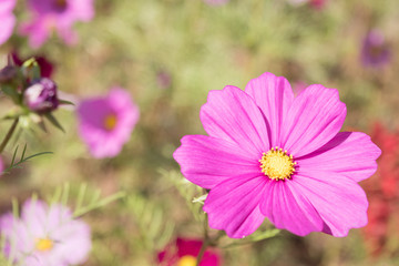 Fototapeta premium close up of wild flower in summer