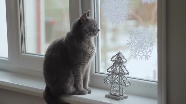 Gray Cat Of The Breed Russian Blue Looks Out The Window At The Falling Snow