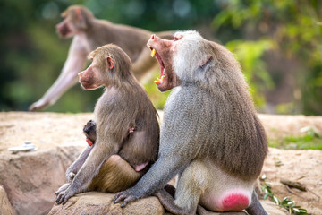Hamadryas Baboon Family Yawning