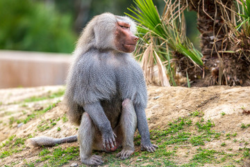 Hamadryas Baboon