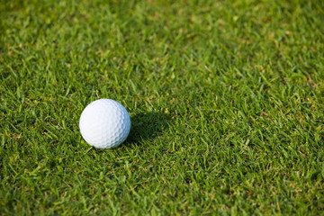 White golf ball on course green grass background