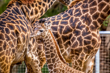 Baby Giraffe amongst the adults