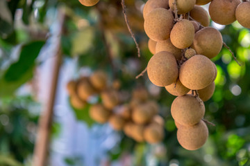 Longan orchards - Tropical fruits young longan in Thailand