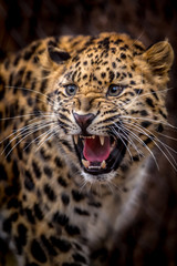 Fototapeta na wymiar Leopard Growl
