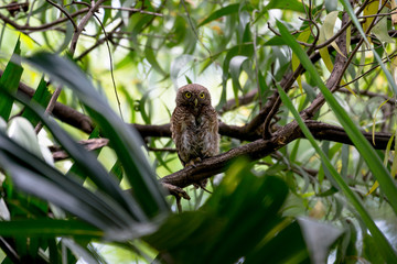 The Asian barred owlet is a species of true owl, resident in northern parts of the Indian Subcontinent and parts of Southeast Asia.