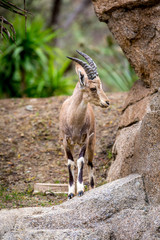 Nubian Ibex at the San Diego Zoo - obrazy, fototapety, plakaty