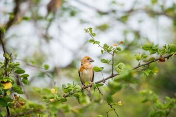 Asian golden weaver