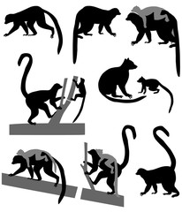 Ring-tailed lemurs and its cubs in silhouette