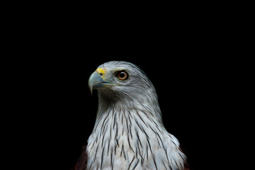 Close up head of Brahminy Kite with black background