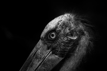 close up head of Lesser adjutant stork  with black background