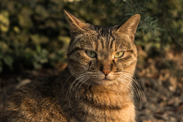 Obraz premium CAT