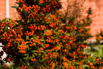 A orange little fruits on a bushes