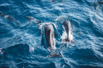 dolphins
