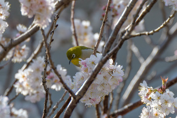 桜とメジロ