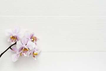 Naklejka na ściany i meble Light pink branch of orchid on wooden white background.