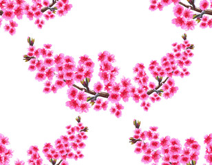 Sakura. Two branches with delicate lush purple flowers and cherry buds. Seamless without mesh and gradient. illustration