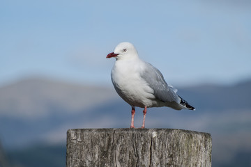 pigeon standing on the dead tree