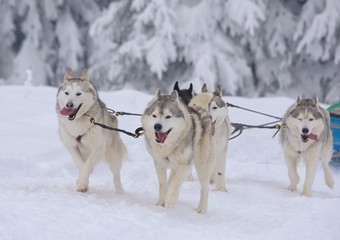  Sledge dogs in the snowy winter