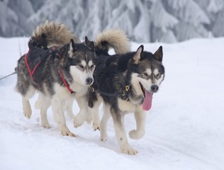  Sledge dogs in the snowy winter