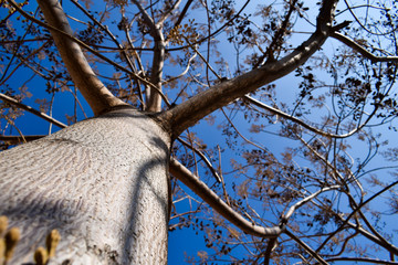 Tree on focus with a blue open sky 2