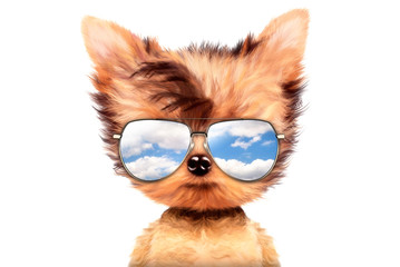 Dog in sunglasses isolated on white background