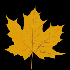 Yellow autumn leaf isolated on black background